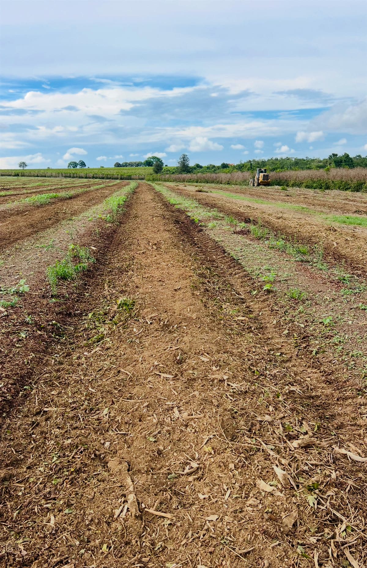Área pronta para o novo plantio de café