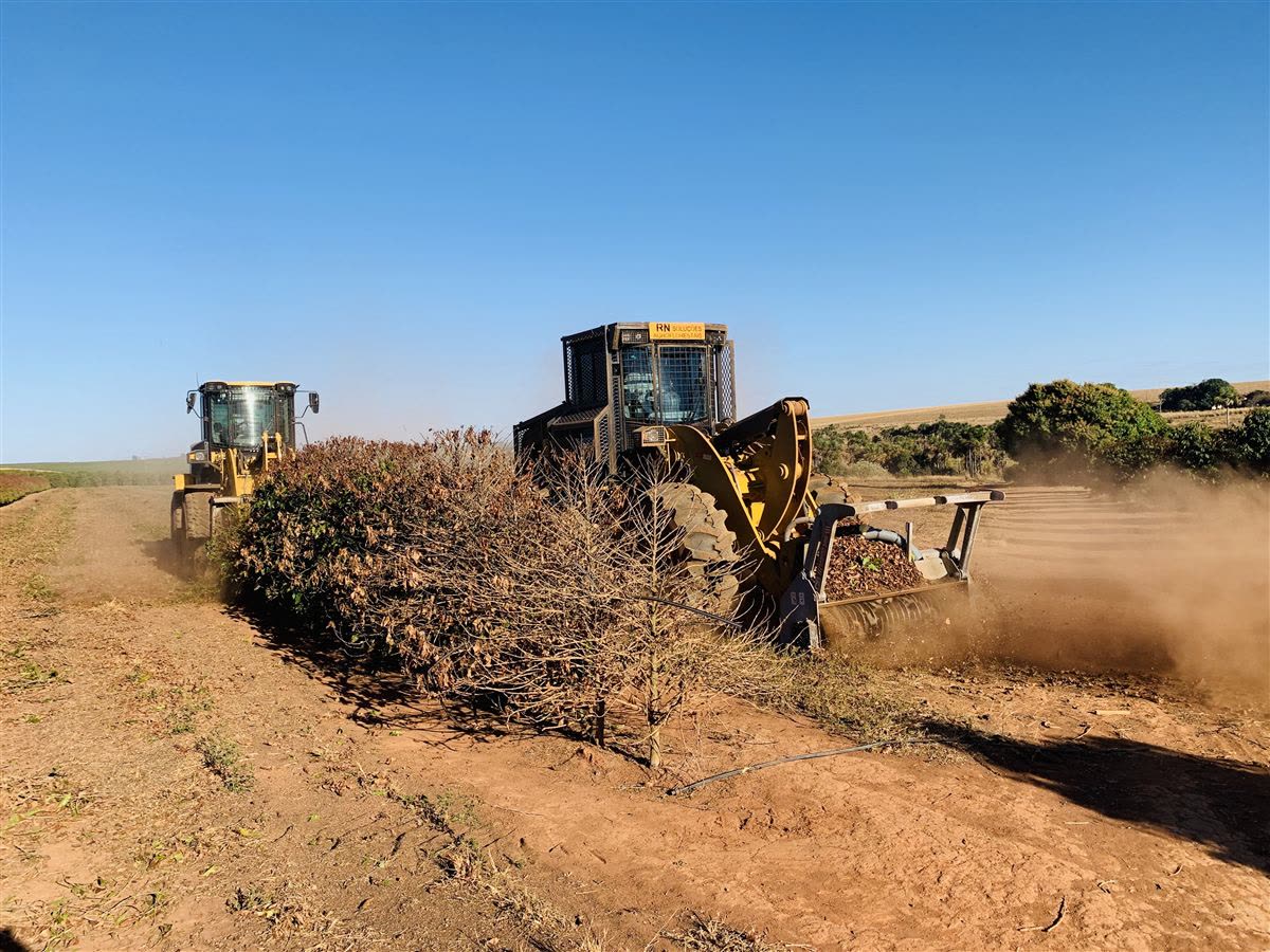 Trituração de laranja para renovação de pomar