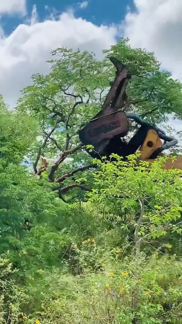 Trituração de arbustos — vídeo