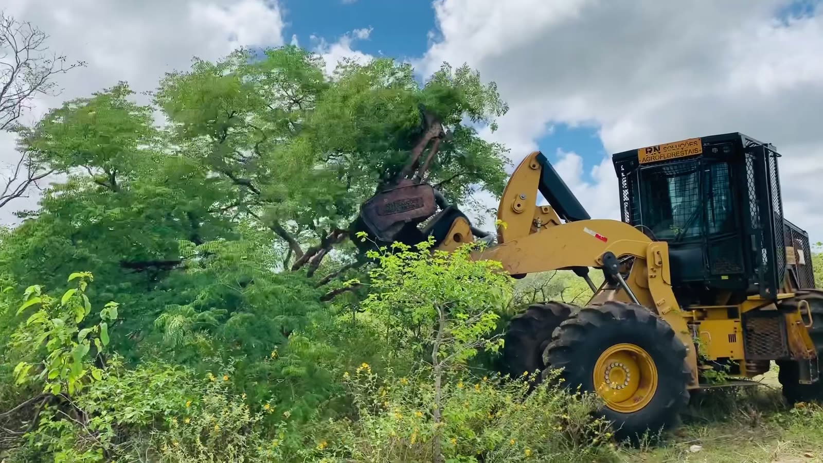 Máquina florestal entrando em área de vegetação densa